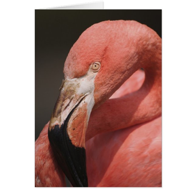 チリフラミンゴ, Phoenicopterus chilensis (正面)