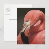 チリフラミンゴ, Phoenicopterus chilensis ポストカード (正面/裏面)