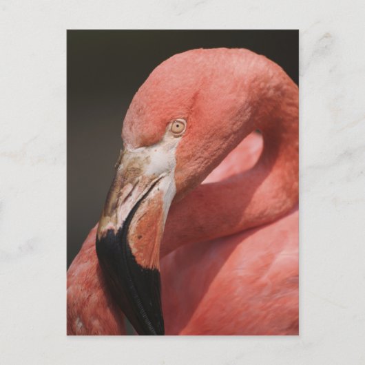 チリフラミンゴ, Phoenicopterus chilensis ポストカード (正面)