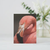 チリフラミンゴ, Phoenicopterus chilensis ポストカード (スタンド正面)