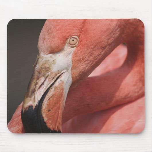 チリフラミンゴ, Phoenicopterus chilensis マウスパッド (正面)
