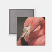 チリフラミンゴ, Phoenicopterus chilensis マグネット (正面/裏面)
