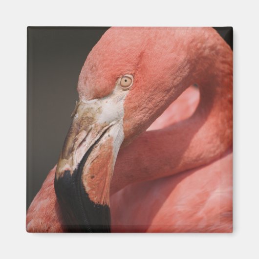 チリフラミンゴ, Phoenicopterus chilensis マグネット (正面)