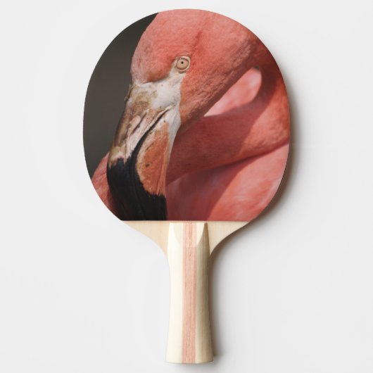チリフラミンゴ, Phoenicopterus chilensis 卓球ラケット (正面)