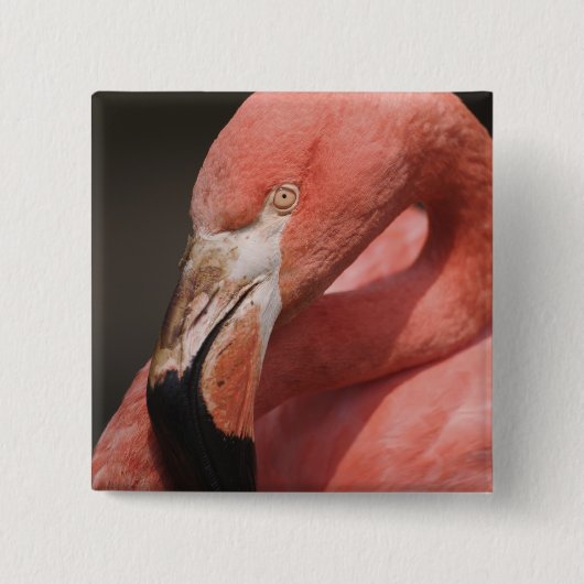 チリフラミンゴ, Phoenicopterus chilensis 缶バッジ (正面)