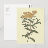 チリマリーゴールド植物画 ポストカード (正面/裏面)
