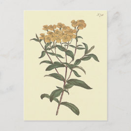 チリマリーゴールド植物画 ポストカード