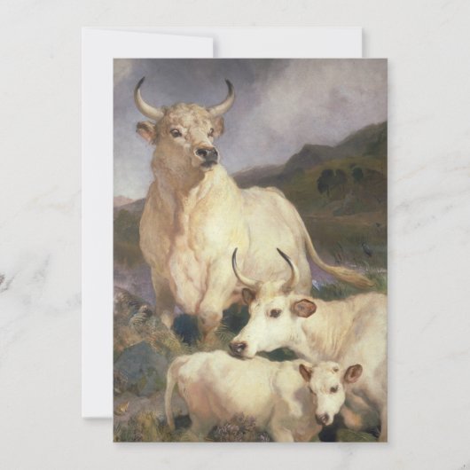 チリンガムの野牛（牛） カード (正面)