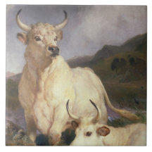 チリンガムの野牛（牛）