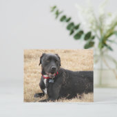 チリン ポストカード (スタンド正面)