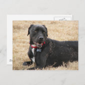 チリン ポストカード (正面/裏面)