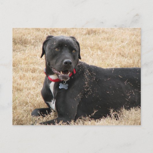 チリン ポストカード (正面)