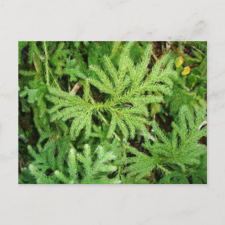 チリ南部Lycopodium paniculatum ポストカード