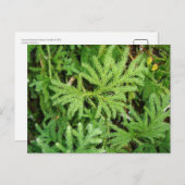 チリ南部Lycopodium paniculatum ポストカード (正面/裏面)