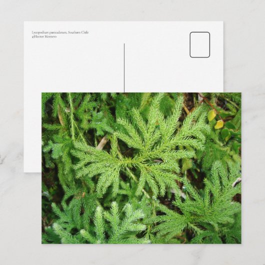 チリ南部Lycopodium paniculatum ポストカード (正面/裏面)