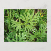チリ南部Lycopodium paniculatum ポストカード (正面)