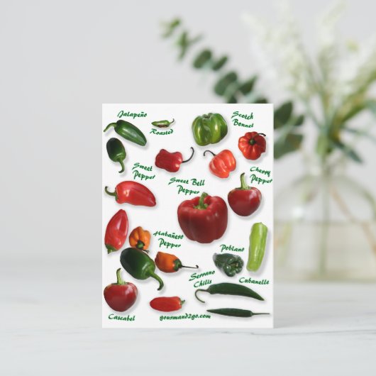 チリ品種 ポストカード (スタンド正面)