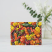 チリ杭 ポストカード (スタンド正面)