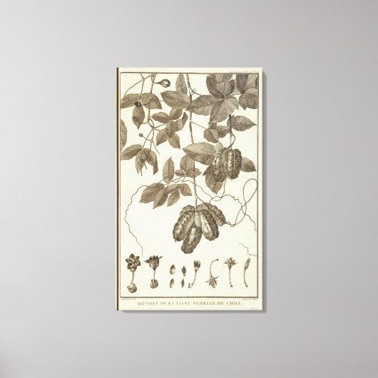 チリ10 キャンバスプリント (正面)