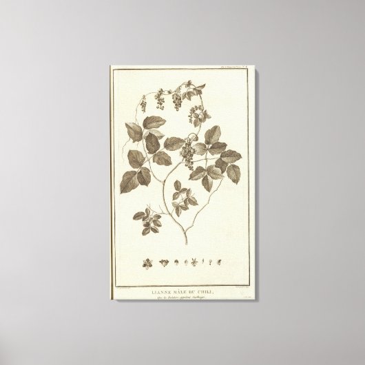 チリ8 キャンバスプリント (正面)