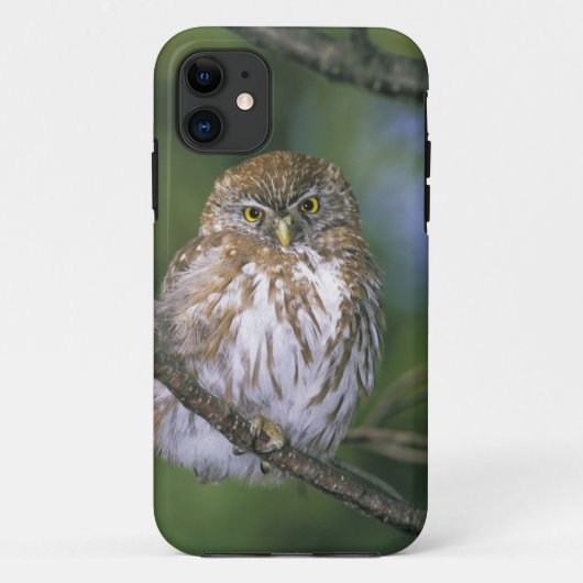 チリ, アイセン. 幼いオナガフクロウ Case-Mate iPhoneケース (裏面)