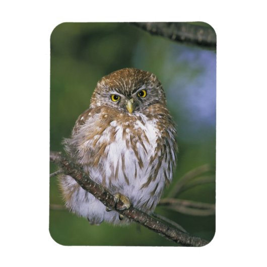 チリ, アイセン. 幼鳥 アウストラルピグミー・フクロウ マグネット (縦)