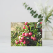 チリ，イスラナバリノ，チャウラ ポストカード (スタンド正面)