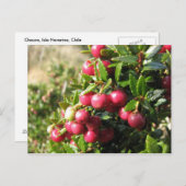 チリ，イスラナバリノ，チャウラ ポストカード (正面/裏面)