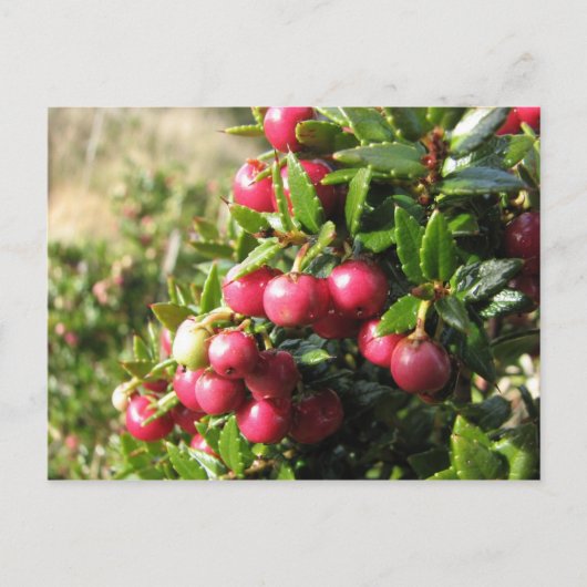 チリ，イスラナバリノ，チャウラ ポストカード (正面)