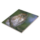 チリ、エイセン。若年性胸骨肉症 タイル (側面)