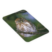 チリ、エイセン。若年性胸骨肉症 マグネット (右側)