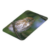 チリ、エイセン。若年性胸骨肉症 マグネット (左側)