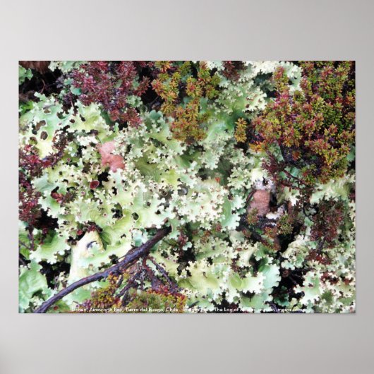 チリ，ティエラ・デル・フエゴ，インズワース湾 ポスター (正面)