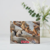 チリ，パタゴニアのアシカ ポストカード (スタンド正面)