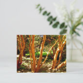 チリ，ルマapiculata ポストカード (スタンド正面)