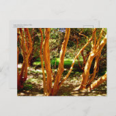 チリ，ルマapiculata ポストカード (正面/裏面)