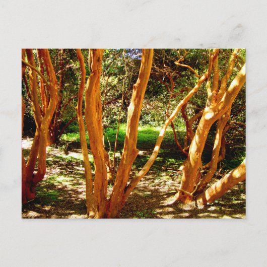 チリ，ルマapiculata ポストカード (正面)