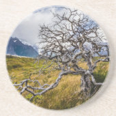 チリ、Torres del Paine、Burnt tree コースター (正面)