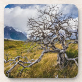 チリ、Torres del Paine、Burnt tree コースター (正面)