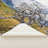チリ、Torres del Paine、Burnt tree シェルパブランケット (3/4)
