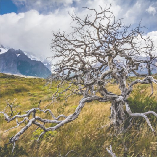 チリ、Torres del Paine、Burnt tree シール (正面)