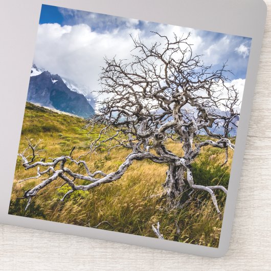 チリ、Torres del Paine、Burnt tree シール (詳細)