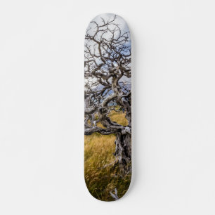 チリ、Torres del Paine、Burnt tree スケートボード