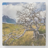 チリ、Torres del Paine、Burnt tree ストーンコースター (正面)