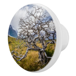 チリ、Torres del Paine、Burnt tree セラミックノブ