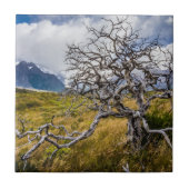 チリ、Torres del Paine、Burnt tree タイル (正面)