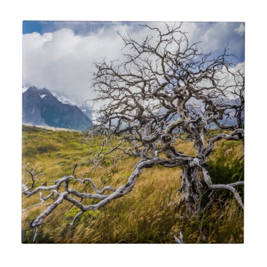 チリ、Torres del Paine、Burnt tree タイル (正面)