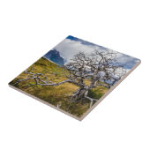 チリ、Torres del Paine、Burnt tree タイル (側面)