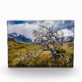 チリ、Torres del Paine、Burnt tree フォトブロック (正面)