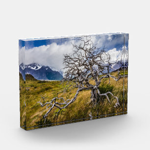 チリ、Torres del Paine、Burnt tree フォトブロック